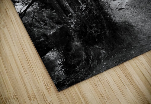 Dark Forest of the Scottish Highlands  Catriona Roberts Nature Photography and Designs puzzle