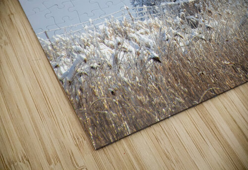 The 2013 Ice Storm in Toronto Thea Menagh puzzle