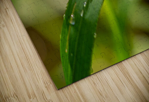 Closeup macro shot of fresh glittering dewdrops on green blade of grass caladoart puzzle