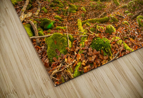 Sun rays in the autumnal forest caladoart puzzle