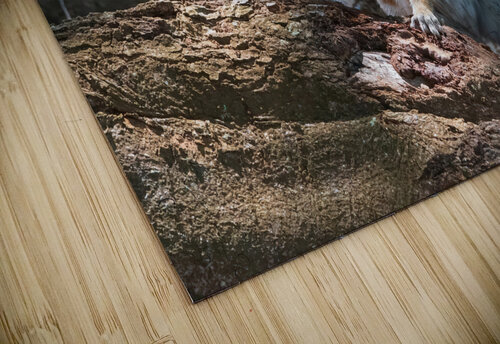 Curious Squirrel Chad Meyer puzzle