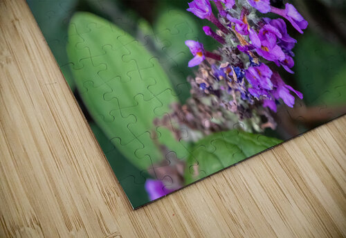 Carpenter Bee - Hungry for Pollen Chad Meyer puzzle