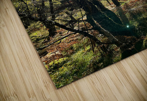 Forest Autumnal Sunlight in the Scottish Highlands Catriona Roberts Nature Photography and Designs puzzle