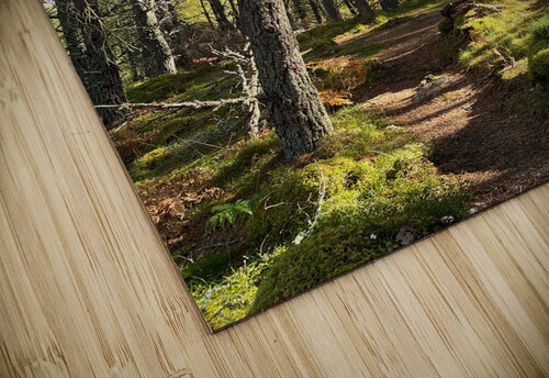 Autumnal Nature Walk through the Scottish Highlands  Catriona Roberts Nature Photography and Designs puzzle