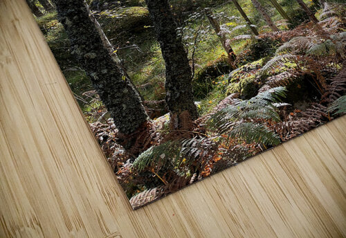 Autumnal Forest View in the Scottish Highlands Catriona Roberts Nature Photography and Designs puzzle