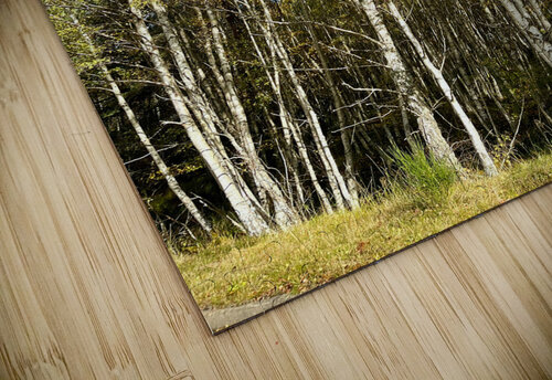 Golden Autumnal Birch Trees in the Scottish Highlands Catriona Roberts Nature Photography and Designs puzzle