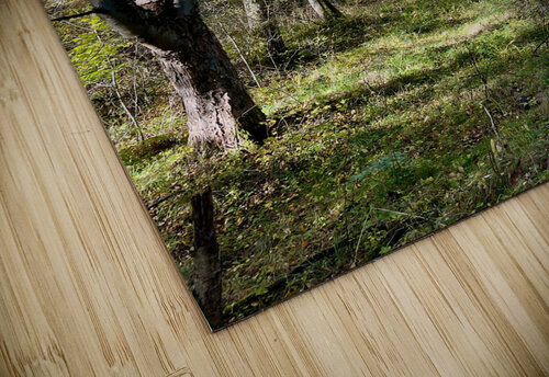 Autumn Arrives in the Forest of the Scottish Highlands Catriona Roberts Nature Photography and Designs puzzle