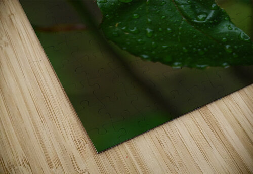 Z72 0322 Wallace puzzle