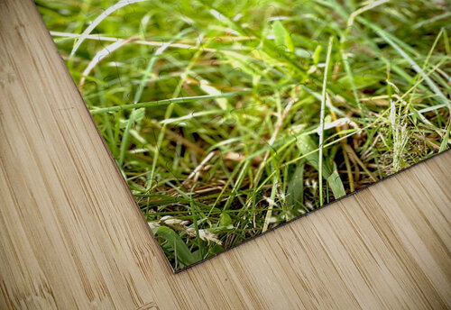 IMG 2439 Wallace puzzle