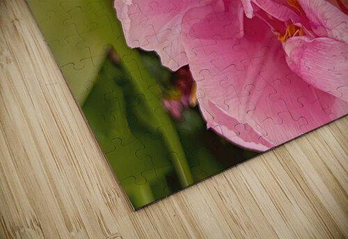 Pink Double Tulip Thea Menagh puzzle