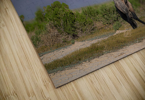 BZ9 6970 Enhanced NR Susan Lynn Cooke puzzle