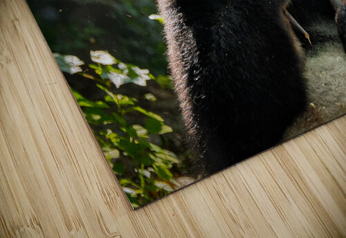 Giant panda bear in China Dmitry Rukhlenko puzzle