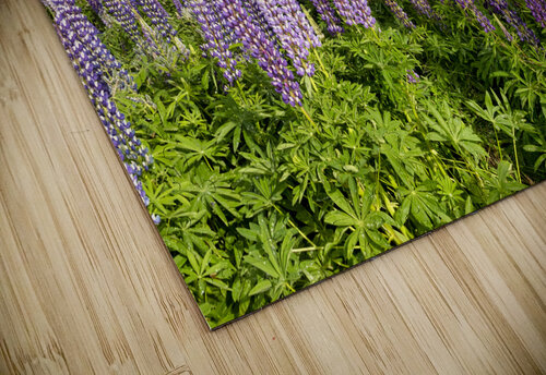 Lupins and Church of the Good Shepherd Tekapo New Zealand Travelling Light puzzle