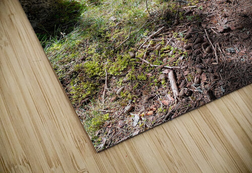 Scenes from the Trail - Sunlight Forest Trail  Catriona Roberts Nature Photography and Designs puzzle