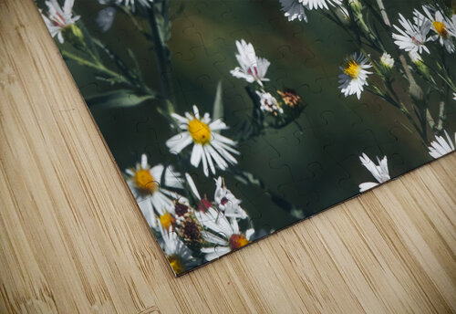 Beautiful American Lady on Aster Chad Meyer puzzle