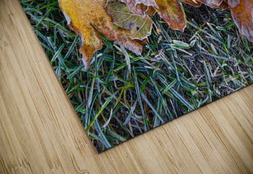 Hoar Frost in the Grass Thea Menagh puzzle