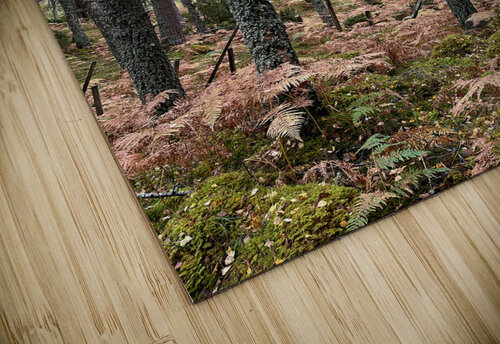 Autumnal Pine and Birch Forest in the Scottish Highlands Catriona Roberts Nature Photography and Designs puzzle