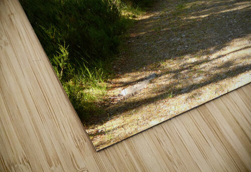 Summer Nature Path in the Scottish Highlands  Catriona Roberts Nature Photography and Designs puzzle