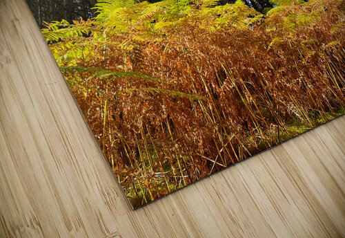 Scenes from the Trail - Ferns in a Scottish Highlands Pine Forest Catriona Roberts Nature Photography and Designs puzzle