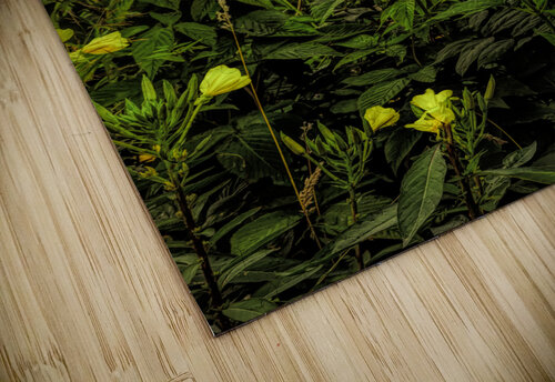 Smoky Mountains Summer Wildflowers Norma Brandsberg Photography puzzle