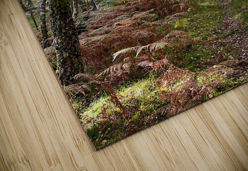 Scottish Highlands Birch Forest Autumnal View Catriona Roberts Nature Photography and Designs puzzle
