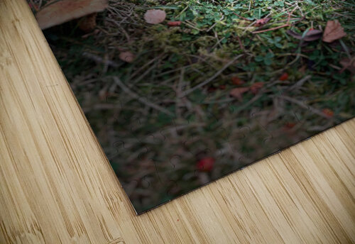 Scenes from the Trail- Forest Mushrooms Catriona Roberts Nature Photography and Designs puzzle