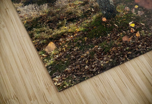 Scenes from the Trail- Autumnal Falling Leaves Catriona Roberts Nature Photography and Designs puzzle