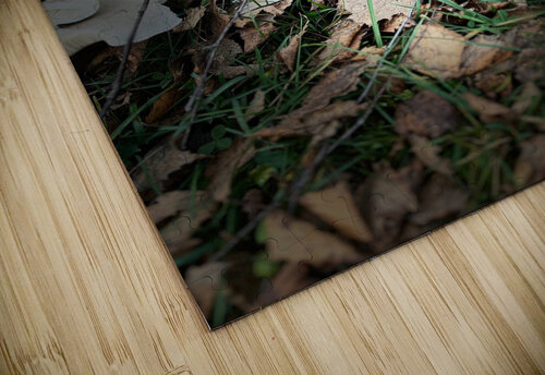 Scenes from the Trail -Autumnal Forest Mushroooms Catriona Roberts Nature Photography and Designs puzzle