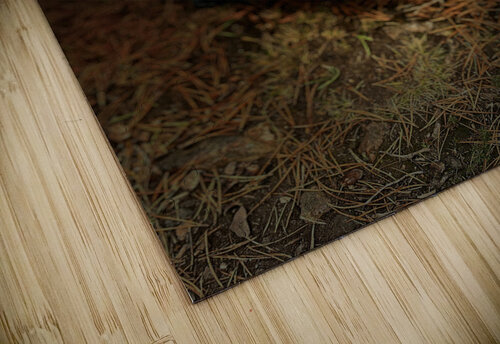 Scenes from the Trail -  Gear  Catriona Roberts Nature Photography and Designs puzzle