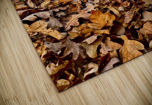 Scenes from the Trail - Fallen Leaves  Catriona Roberts Nature Photography and Designs puzzle