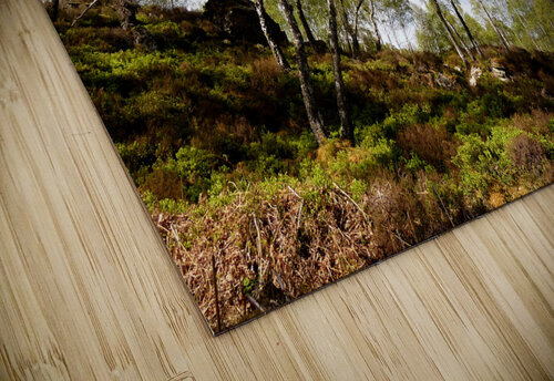  Scottish Highlands Woodland Image  Catriona Roberts Nature Photography and Designs puzzle