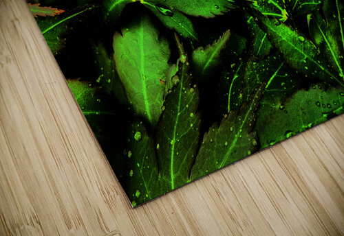  Artistic Autumnal Acer Leaves Too Catriona Roberts Nature Photography and Designs puzzle