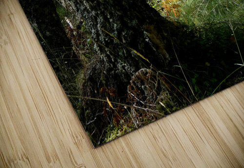 Scottish Woodland  Catriona Roberts Nature Photography and Designs puzzle