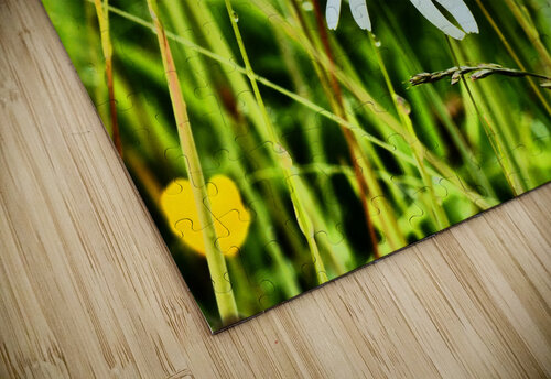 Single Wild Daisy in the Scottish Highlands  Catriona Roberts Nature Photography and Designs puzzle