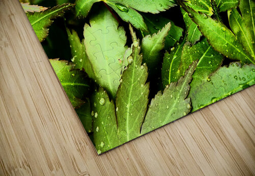 Artistic Autumnal Acer Leaves  Catriona Roberts Nature Photography and Designs puzzle