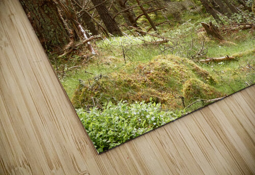 Forest Wonderland in the Scottish Highlands Catriona Roberts Nature Photography and Designs puzzle