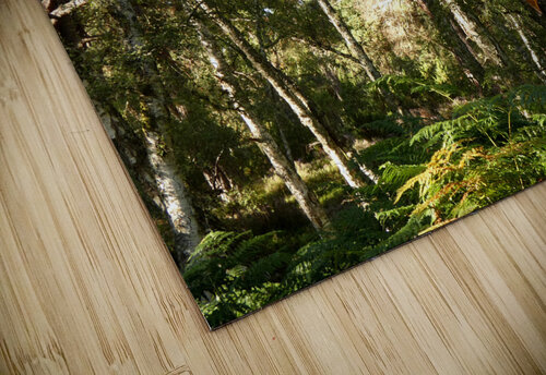 Scottish Highlands Birch Forest in Summer Catriona Roberts Nature Photography and Designs puzzle