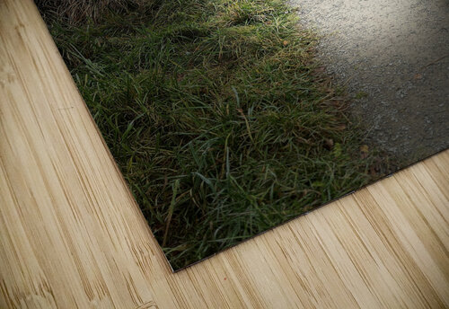 Scenes from the Trail -Just Walking  Catriona Roberts Nature Photography and Designs puzzle