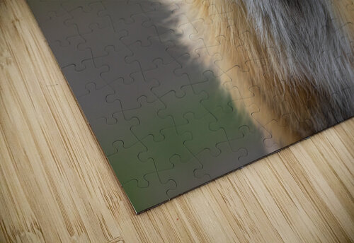 Sly Glance Greg Westbrook puzzle