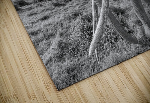 The Wise Wanderer Greg Westbrook puzzle