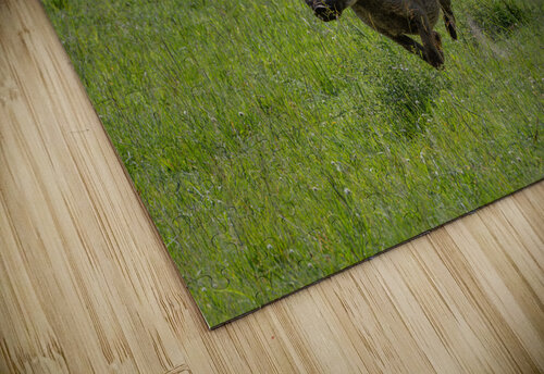 The Wild Chase Greg Westbrook puzzle