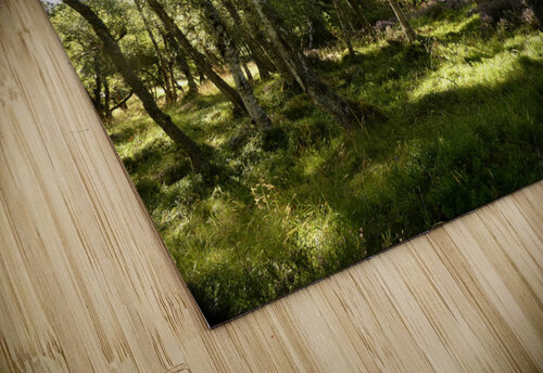 Scottish Highlands Birch Tree View Catriona Roberts Nature Photography and Designs puzzle