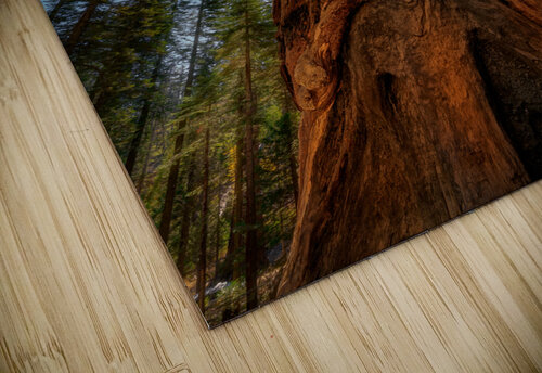In the Shade of Giants Rick Berk puzzle