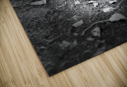 Scenes from the Trail - The Black and White Path  Catriona Roberts Nature Photography and Designs puzzle