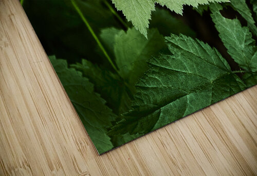 Light hitting Leaf Images By Jon Evan puzzle