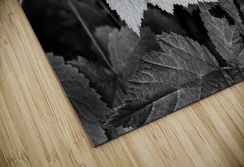 Light hitting Leaf II Images By Jon Evan puzzle