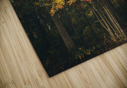 Burst of Color Jason Fink puzzle