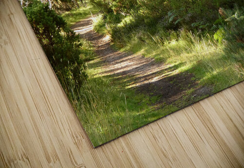 Scottish Highlands Summer Forest Scene Catriona Roberts Nature Photography and Designs puzzle