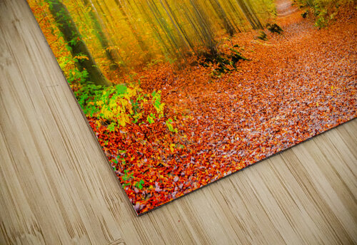 Magical forest path in fall DELPHIMAGES puzzle