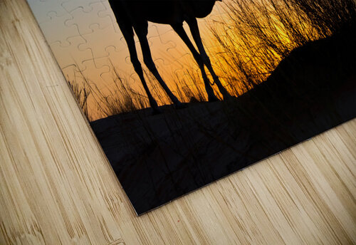 Silhouette of a camel at sunset in the desert DELPHIMAGES puzzle